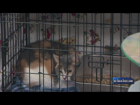 Pet of the Week: Blue, Animal Care Sanctuary - YouTube