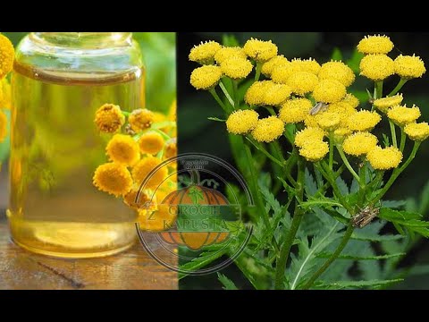 , title : '[ENG] Gardeners secrets Tansy against aphids, Colorado beetle, ants, ticks,  whitefly, swollen'