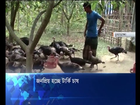 জনপ্রিয় হচ্ছে টার্কি চাষ