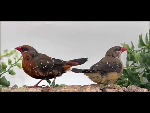 BENGALI ROUGE MÂLE DISPONIBLE in Birds for Rehoming in Saint-Jean-sur-Richelieu