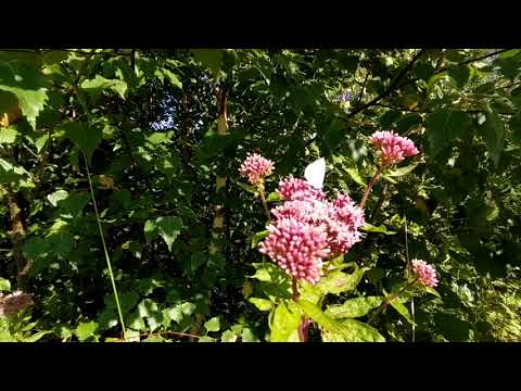 Lost Place - Altes Ziegelei Gelände 😲 Osterwald