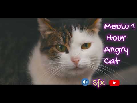 Meow 1 Hour Cat Angry Mood - meow sound 1 hour
