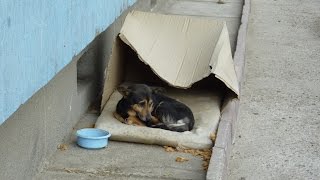Homeless dog living in a cardboard box gets rescued & has a heartwarming transformation.