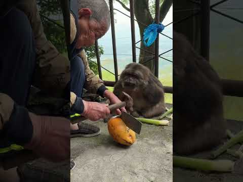 Xingxing：I'm Very Scared. Can I Not Eat It#Monkey #Monkey #Xingxing #Cute #Lovely