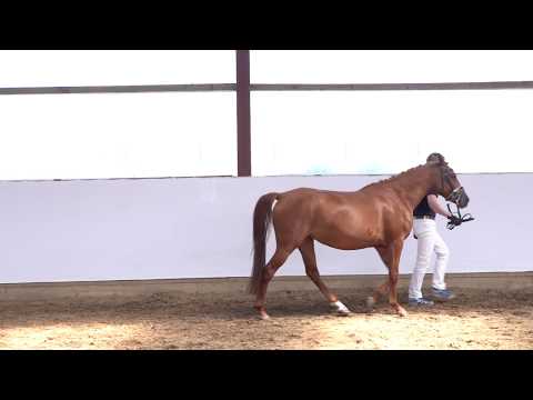 DALIDA 4j. Fuchsstute v. Power Junior - Don Carlos