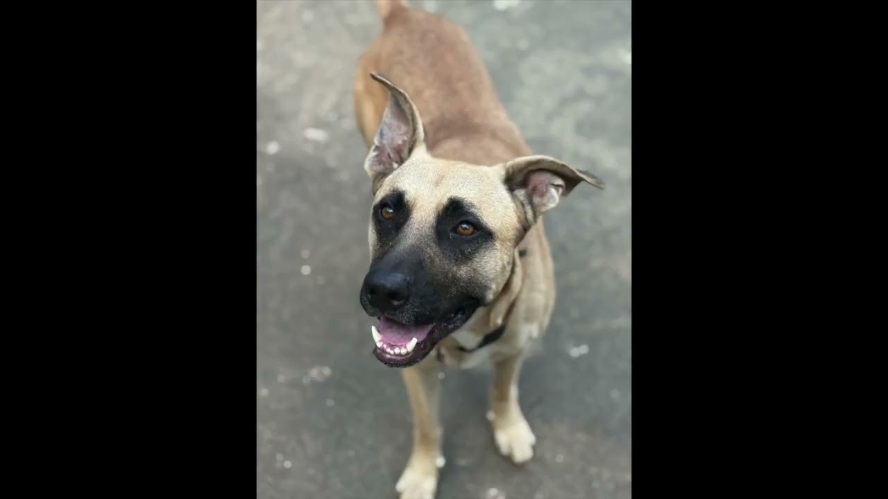 Enlarge Charlie, a Adoptable mixed breed in Woburn, MA video 5/6