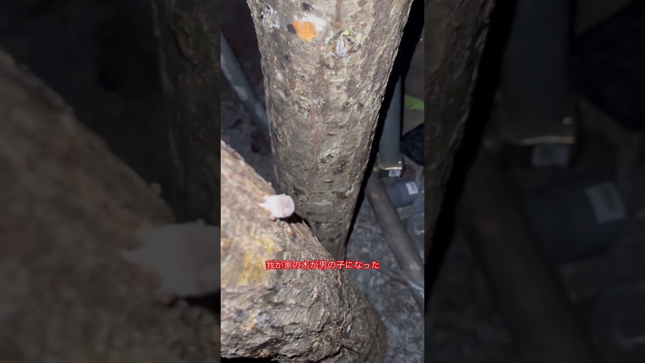 #原木シイタケ#原木 #シイタケ