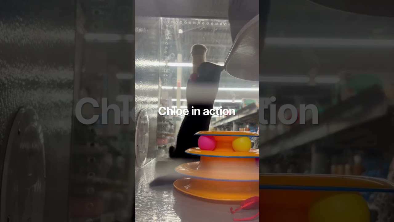 Enlarge Chloe, a Adoptable Domestic Short Hair in Beaufort, SC video 6/6