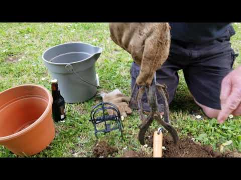 Setting A Victor Out O' Sight Brand Mole Trap