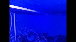 ダルマガエル観察ライブ20250718