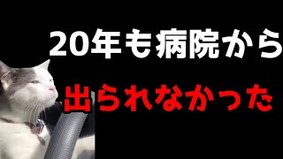 【猫ミーム】20年間も病院に隔離されて●くなった・・・葬儀社にアルバイトとして勤めていたお話その68
