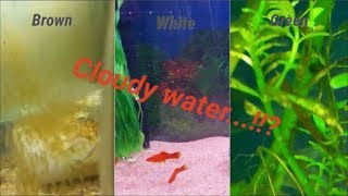 Top reasons why aquarium water gets cloudy and how to fix it. green /brown /white fish tank water