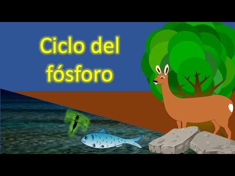 Phosphorus cycle [ Biogeochemical cycles ]