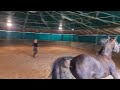 Cheval Pur Sang arabe crois&eacute; Selle fran&ccedil;ais