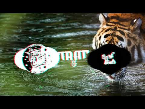 WILSON (AVI S x MICA)