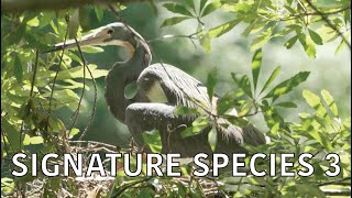Coastal Kingdom | Season 5, Episode 1 – ‘Signature Species 3' | Full Episode