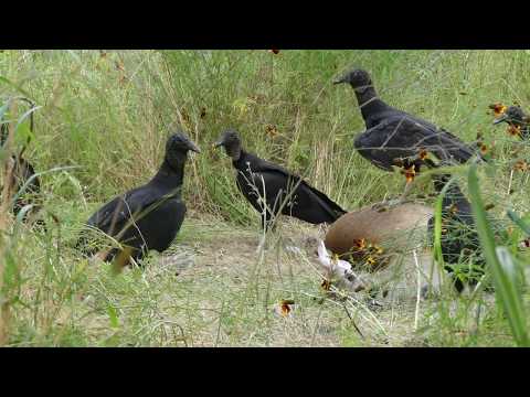 TURKEY VULTURES . DEER ROAD KILL . SAN MARCOS TEXAS