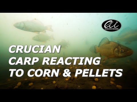 Crucian CARP Fishing - Shoal REACTS Underwater To CORN & PELLETS