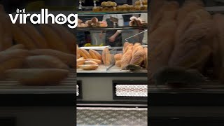 Download lagu Rat Climbs Inside Bakery Display Case || ViralHog mp3 Download lagu Rat Climbs Inside Bakery Display Case || ViralHog mp3