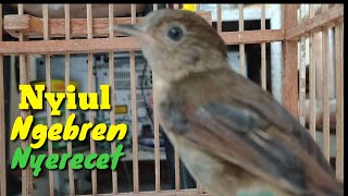 Download lagu Burung Flamboyan Gacor Ngebren Rapat Nyerecet Nyiul Cocok buat Pancingan mp3