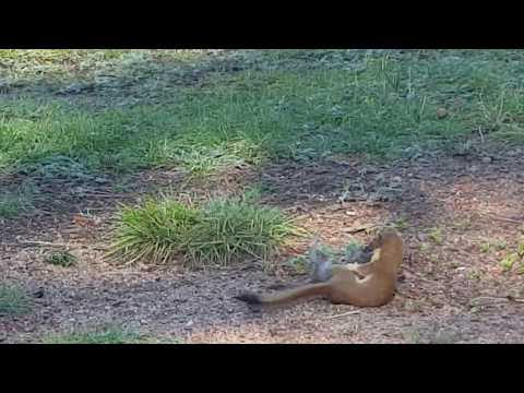 Weasel vs Marmot going for the kill! Adventure Camping in Colorado