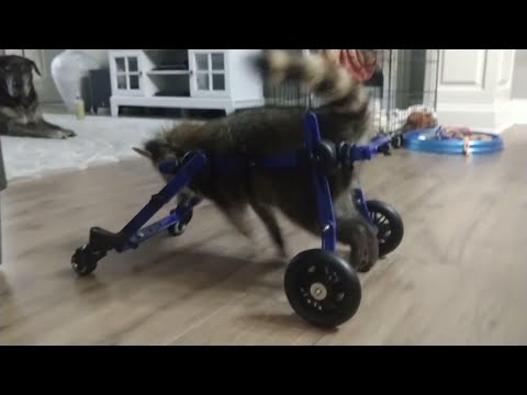 An Arkansas baby raccoon is now walking again with the aid of a wheelchair after a brain injury had hindered her mobility. The company that built the wheelchair said the raccoon, named Vittles, had trouble balancing at 8 weeks old. (Aug. 13)