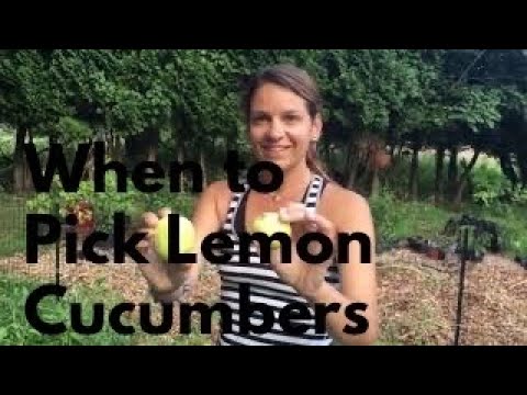 When to Harvest Lemon Cucumbers
