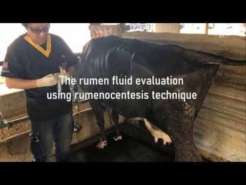 The rumen fluid evaluation using rumenocentesis technique