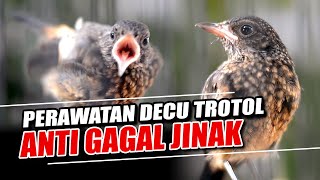 Download lagu PERAWATAN DECU TROTOL AGAR TIDAK GAGAL JINAK mp3 Download lagu PERAWATAN DECU TROTOL AGAR TIDAK GAGAL JINAK mp3