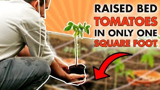 Square Foot Gardening TOMATOES | BEST WAY To Plant Tomatoes In Raised Beds