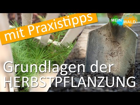Warum Bäume im Herbst pflanzen? 🌱🌲 Wir zeigen euch die Vorteile!