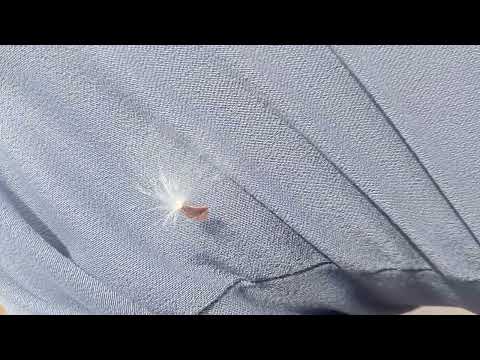 Nisargachi kimaya #shorts #viralvideo #youtube