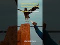 The Power Of Eagle Mindset Best Motivational Video Eagle Mentality Best Motivational Video