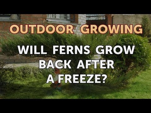 Will Salt or Vinegar Kill Bamboo