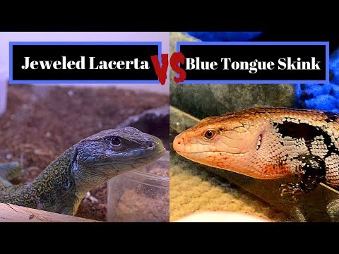 Ventiliatorius LACERTA Stylies video