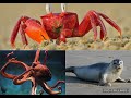 Ocean Animals As Metronomes From Baby Mozart