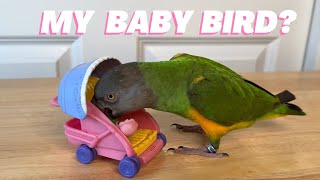 Parrot Puts Baby in a Stroller and Then Takes it to Bed
