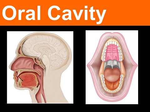 Oral Cavity LAB