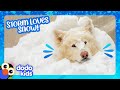 This Dog Needs Snow Or He Ll CRY Dodo Kids It S Me