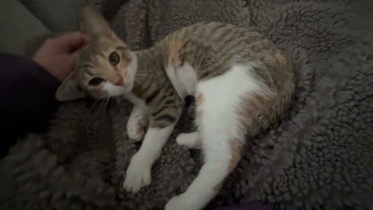 Enlarge Greta - purrecious baby calico girl!, a ADOPTABLE Calico in Neenah, WI video 6/6