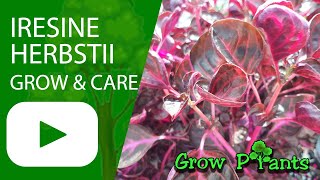 Iresine herbstii - grow & care (Herbst Bloodleaf)