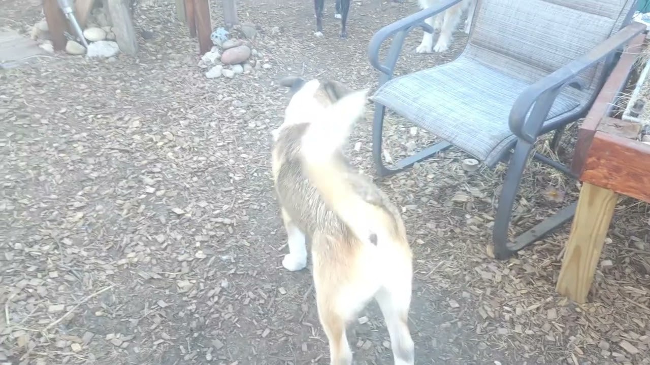 Enlarge Shazam, a ADOPTABLE mixed breed in Aurora, IL video 6/6