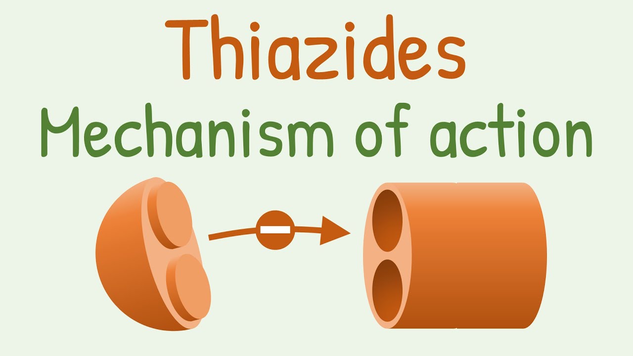 Thiazides mechanism of action - YouTube