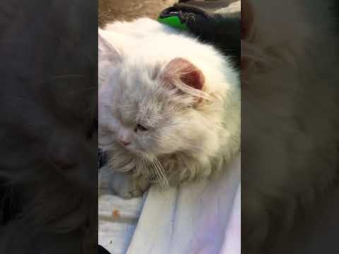 Coco tk gaya ha #walliaabbas #viralvideo #catlover #coco #cat