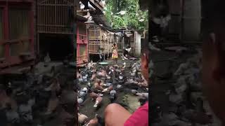 Download lagu ternak merpati trah YAP semua #merpatiku #merpati #merpatikolong mp3 Download lagu ternak merpati trah YAP semua #merpatiku #merpati #merpatikolong mp3