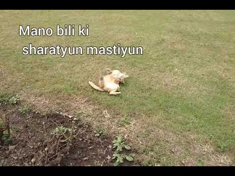 muddy mano billi ki sharatyun #mastiyunteri #manobilli