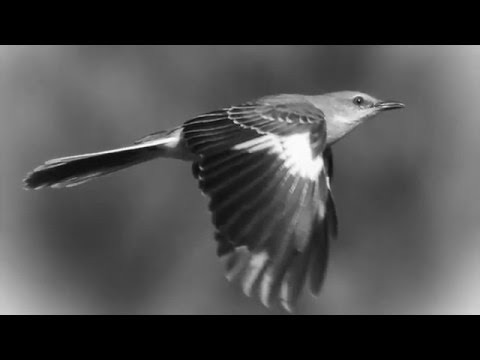 To Kill A Mockingbird Book Trailer