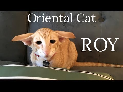 Oriental Cat Roy plays all day long =)