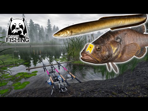 Russian Fishing 4 - Old Burg Lake - Eel Spot