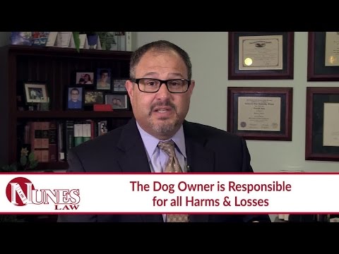 You Can Bring a Claim Against the Owner of the Dog that Caused Your Motorcycle Crash
